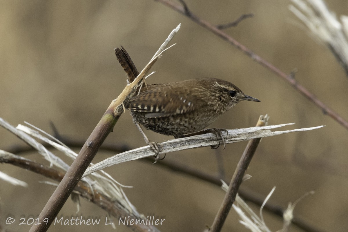 Winterzaunkönig - ML190365711