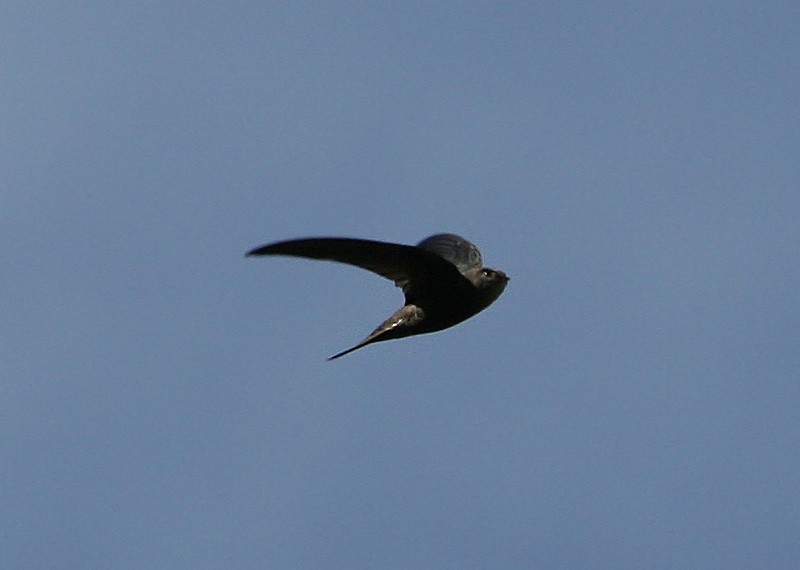 Plain Swift - ML190366341