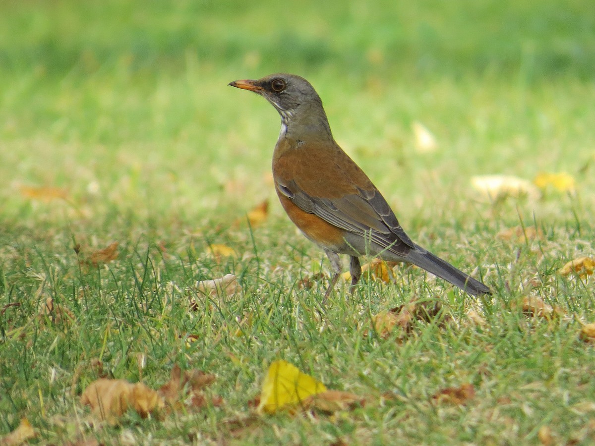 Rufous-backed Robin - Brian Daniels