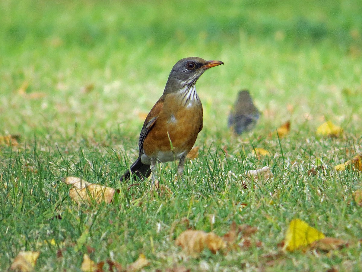 Rufous-backed Robin - Brian Daniels