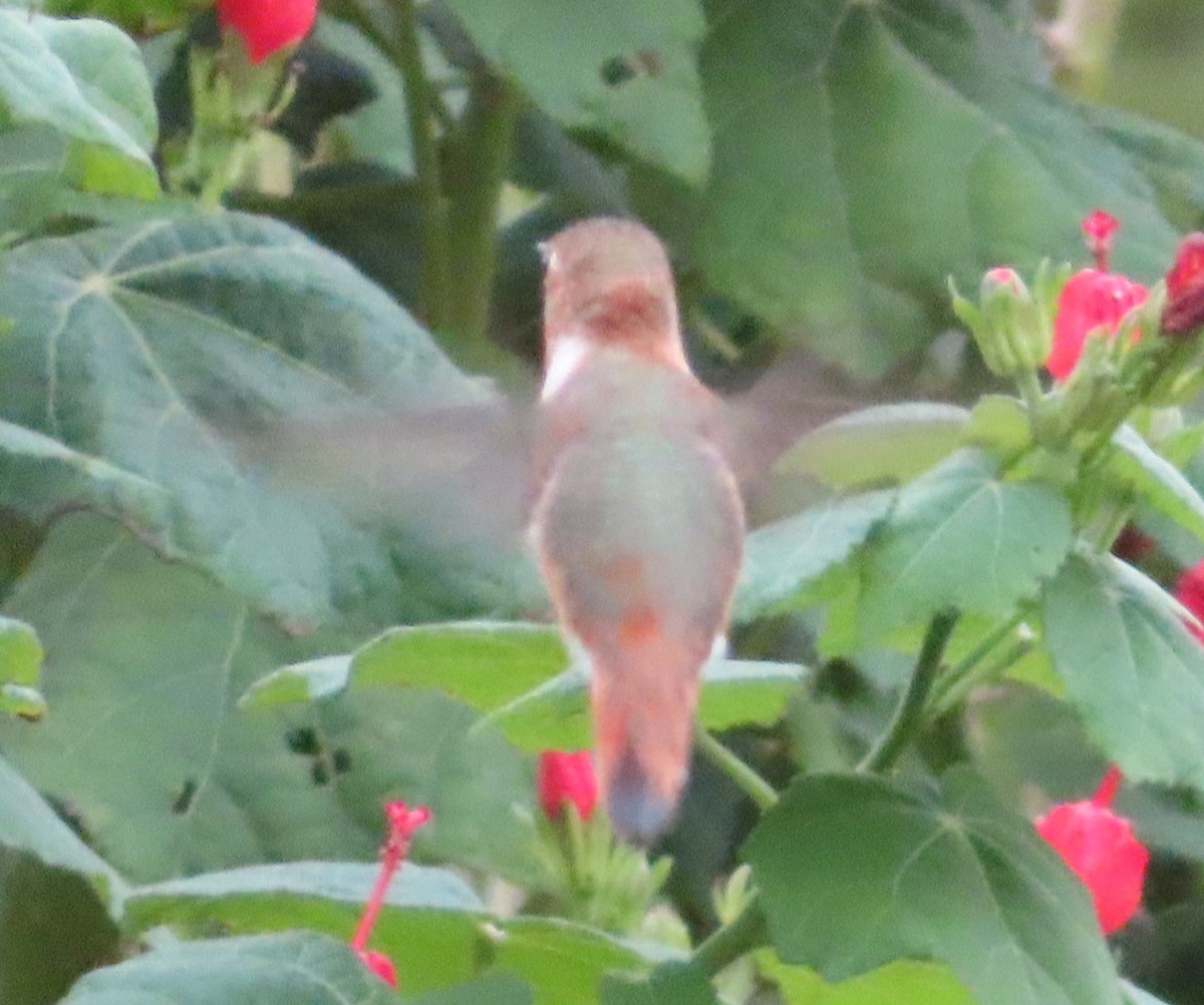 Rufous Hummingbird - ML190368261