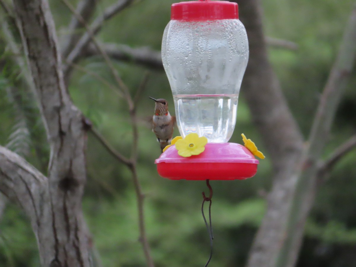 Rufous Hummingbird - ML190368301