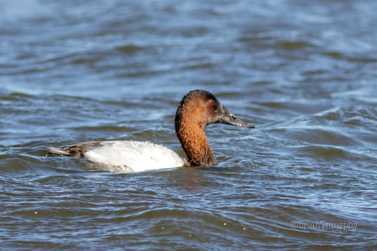 Canvasback - ML190368501