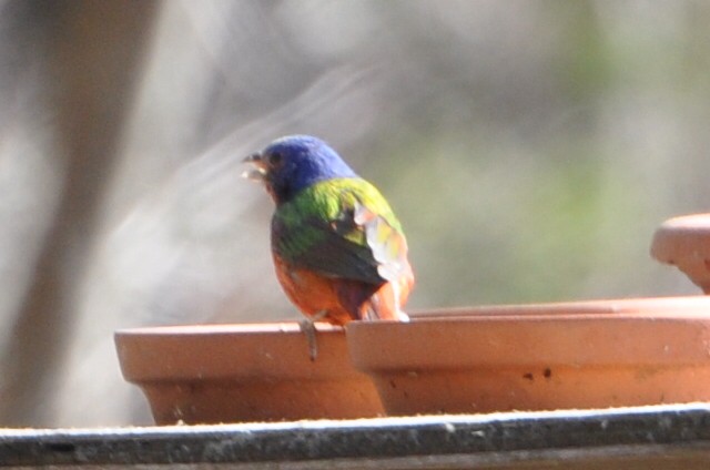 Painted Bunting - Donna Millar