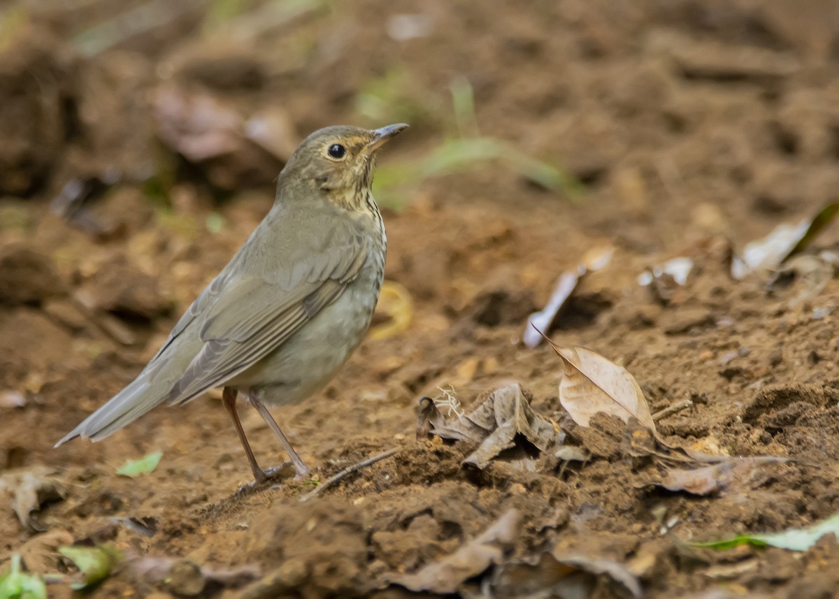 Дрізд-короткодзьоб Cвенсона - ML190369461