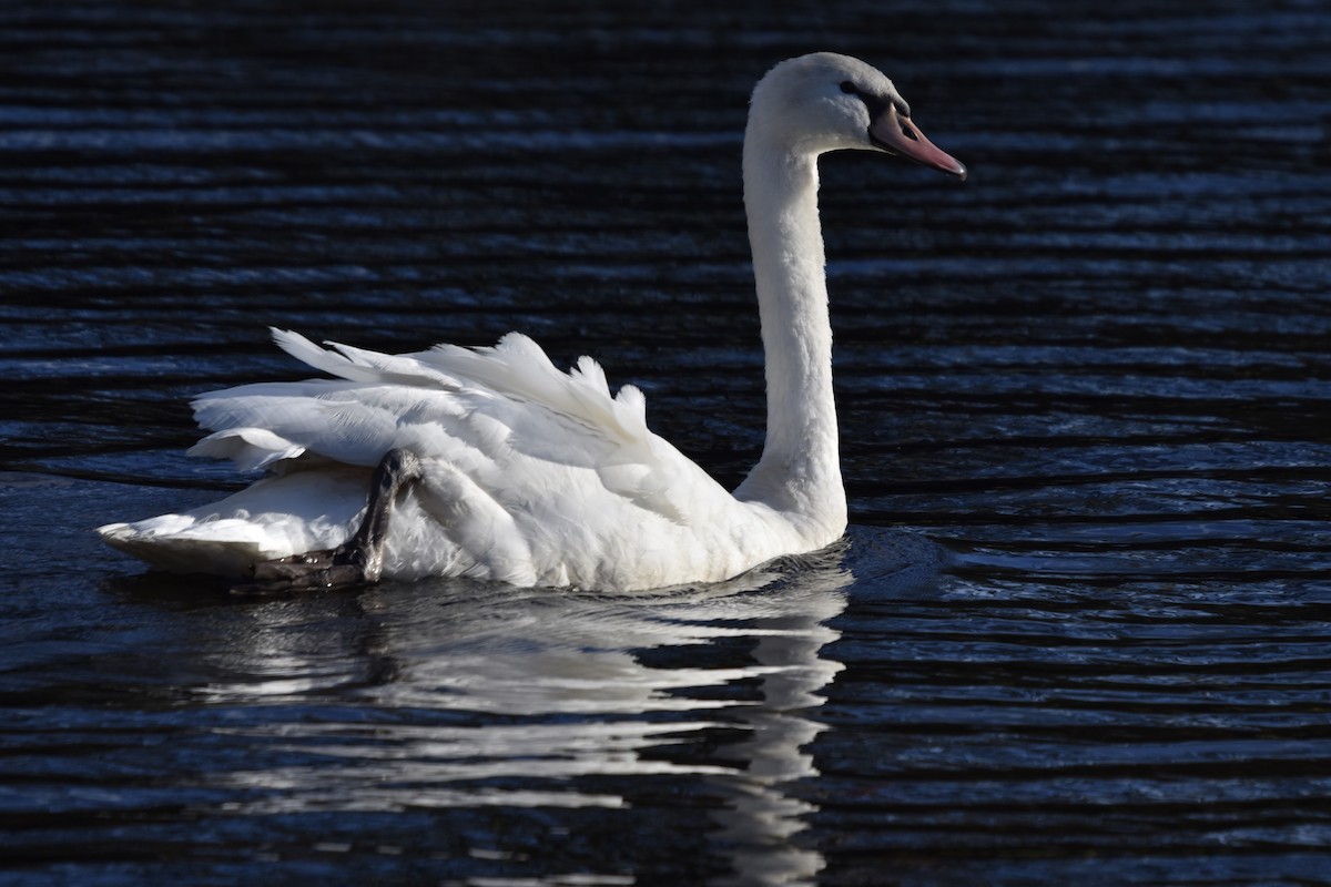 Cygne tuberculé - ML190369641