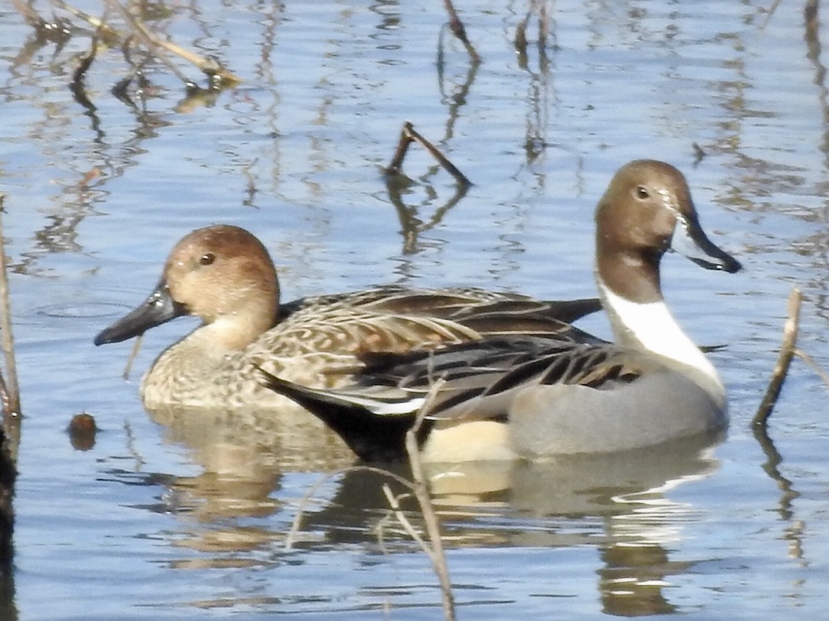 Northern Pintail - ML190371201