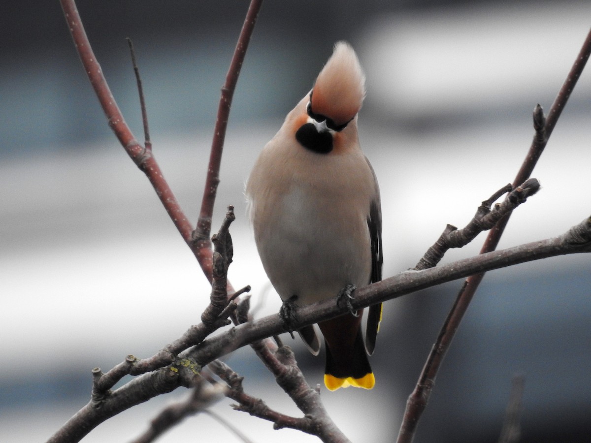 Bohemian Waxwing - ML190371741