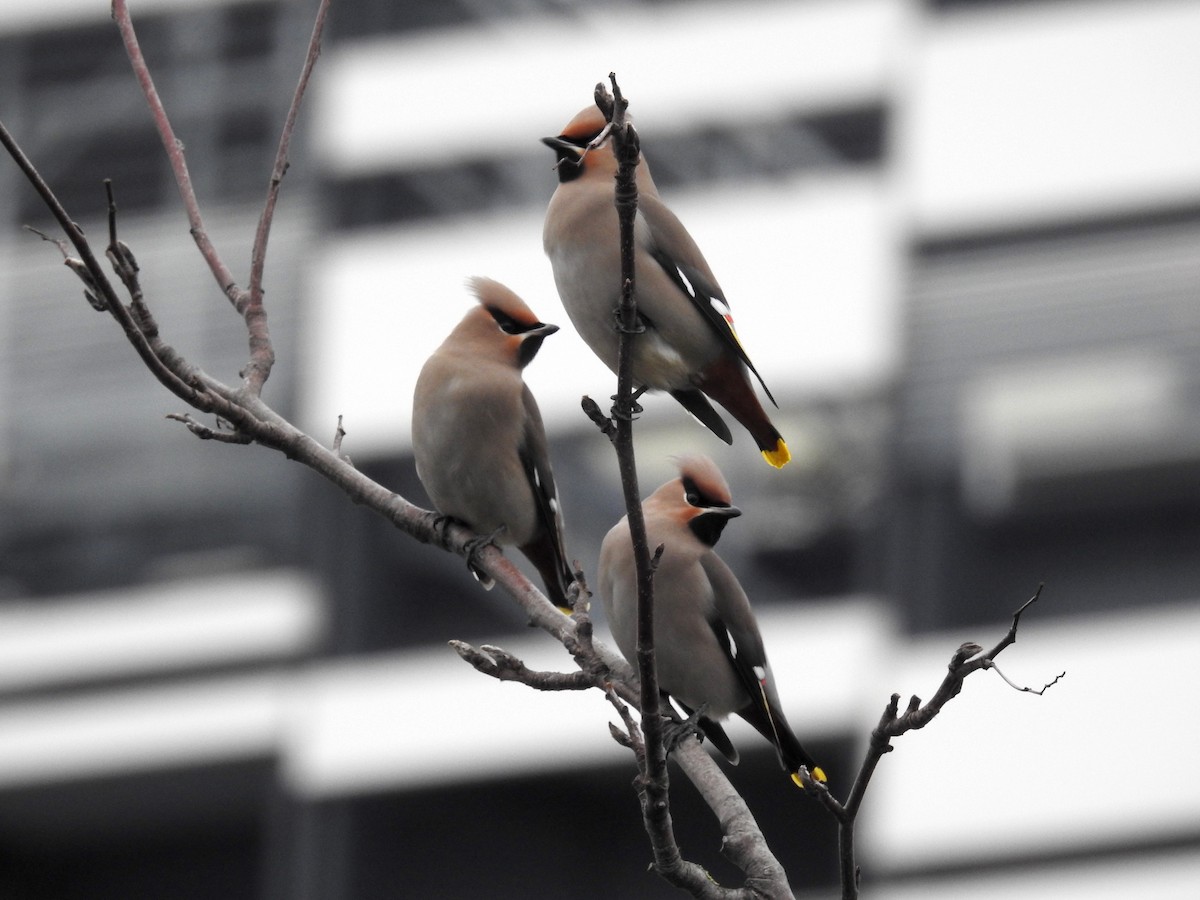 Bohemian Waxwing - ML190371851