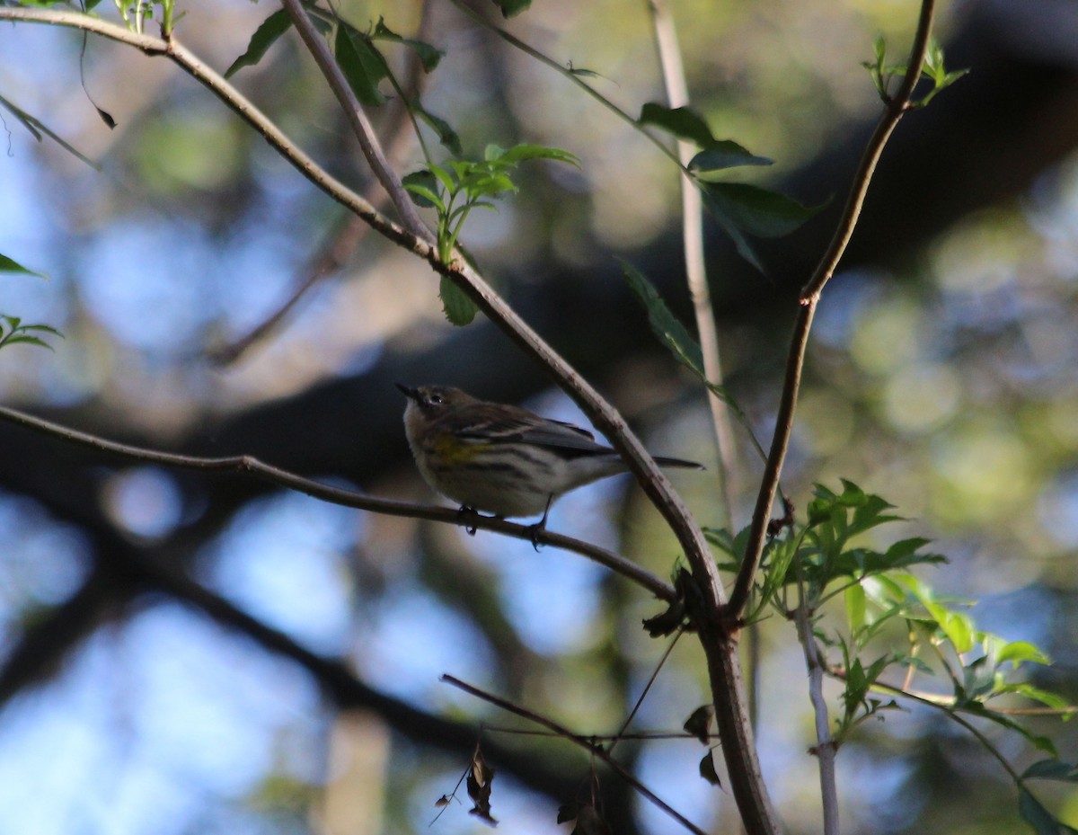 Yellow-rumped Warbler - ML190374411