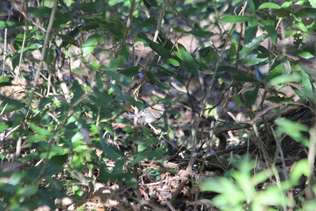 Yellow-rumped Warbler - ML190374471