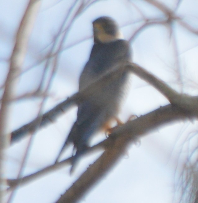 Peregrine Falcon - ML190374621