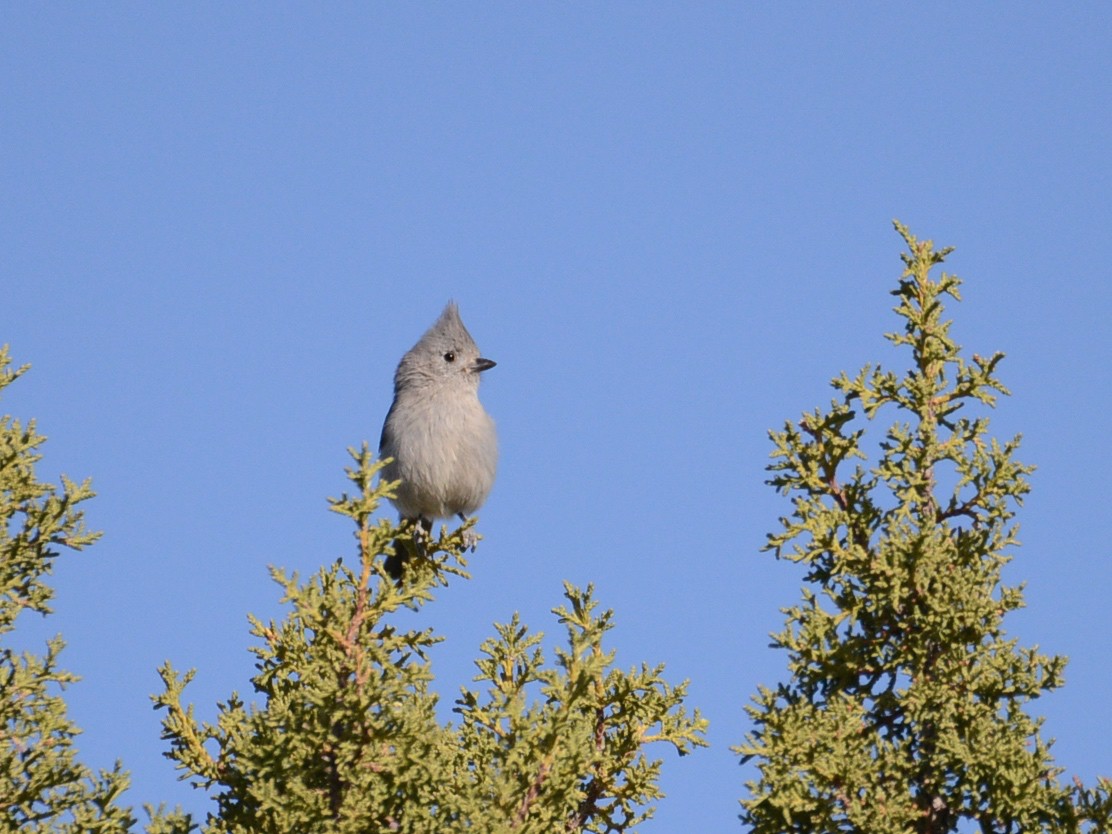 Mésange des genévriers - ML190377901