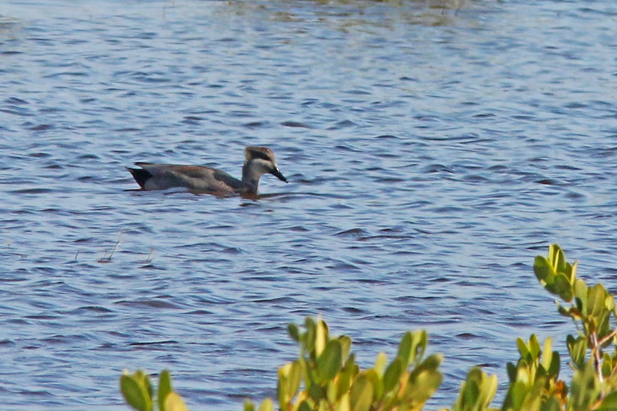 Canard chipeau - ML190378661