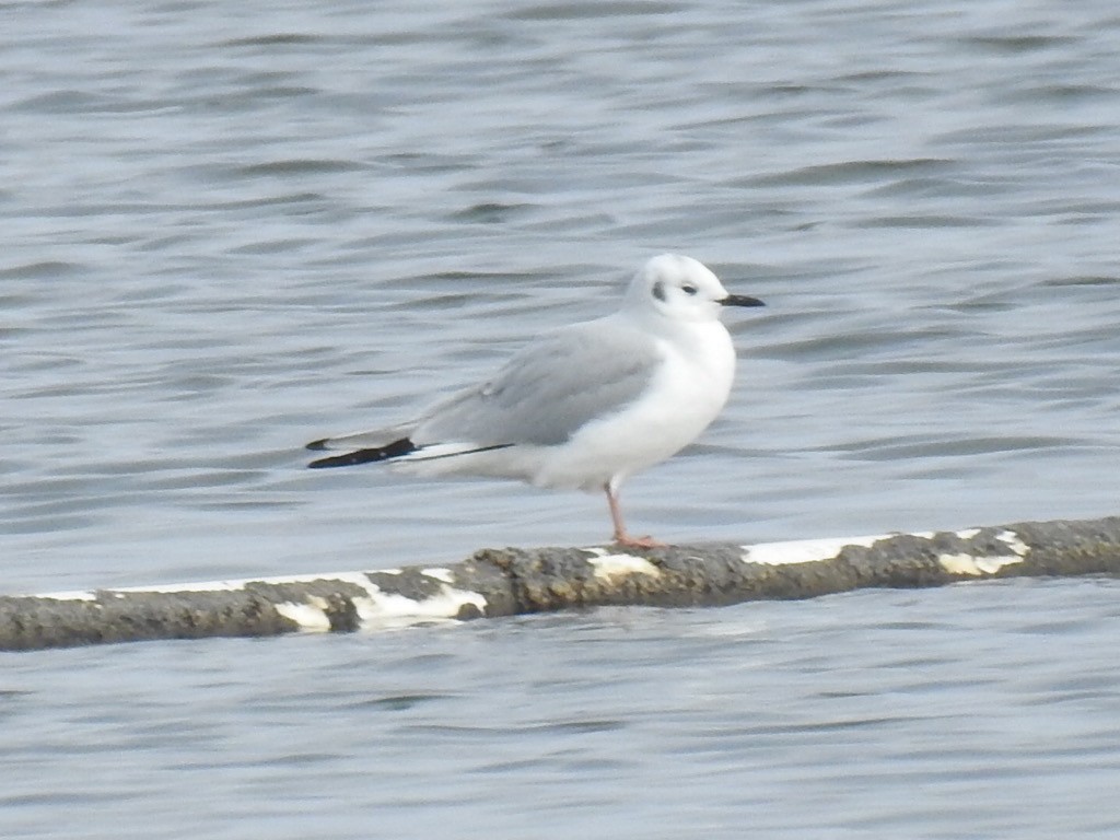 Bonaparte's Gull - Brian Johnson