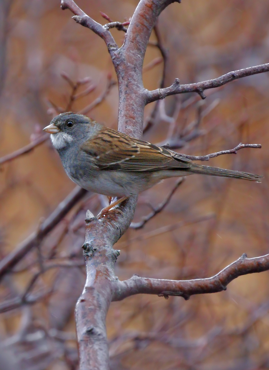 Hybride Junco ardoisé x Bruant à gorge blanche - ML190379871