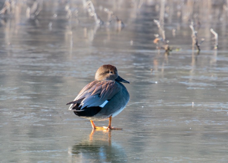 Gadwall - ML190381461