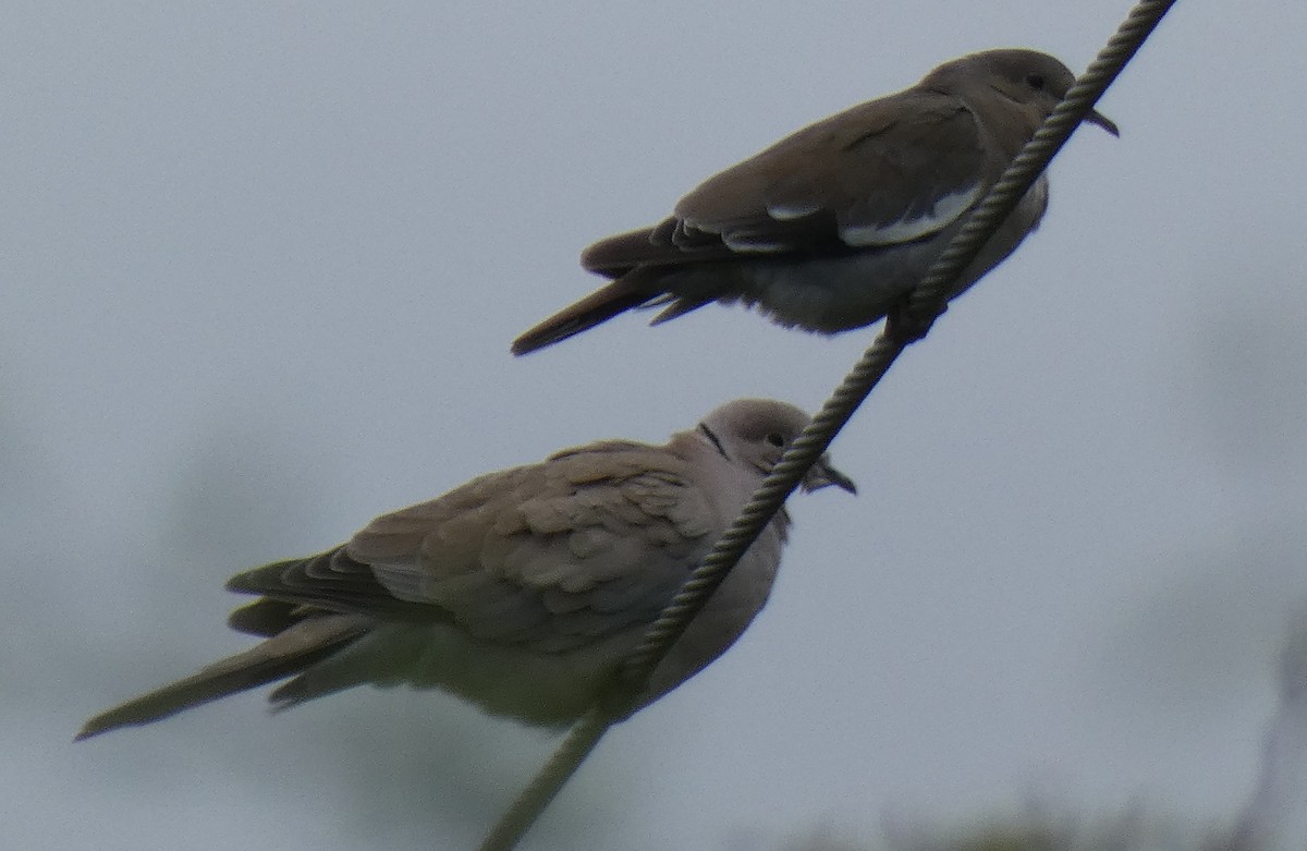 Eurasian Collared-Dove - Ned Wallace & Janet Rogers