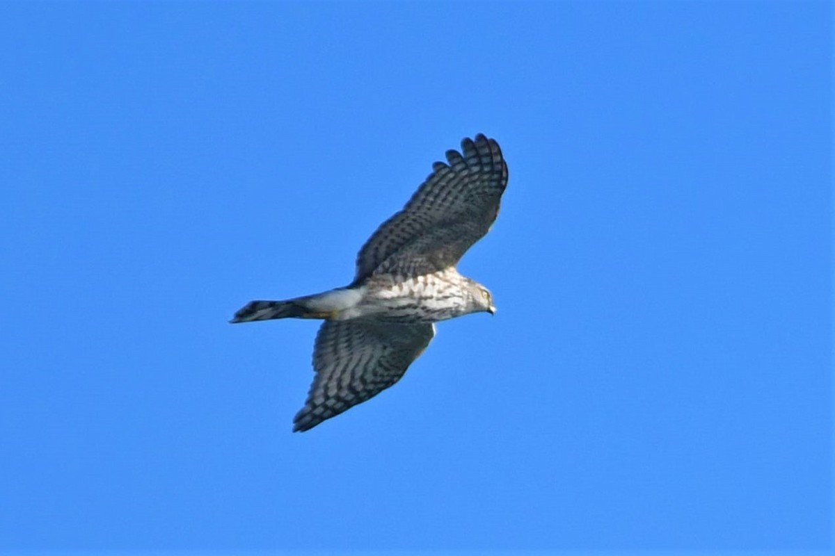 Sharp-shinned Hawk - ML190382161