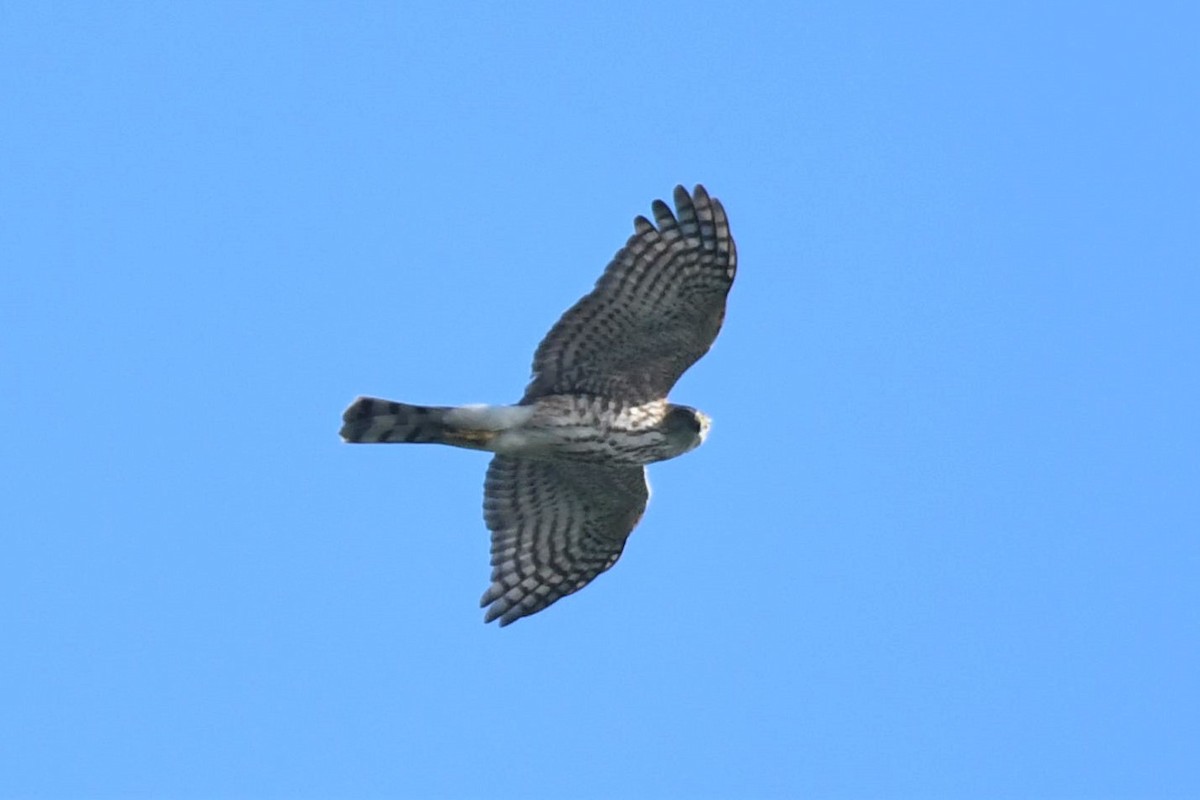 Sharp-shinned Hawk - ML190382171