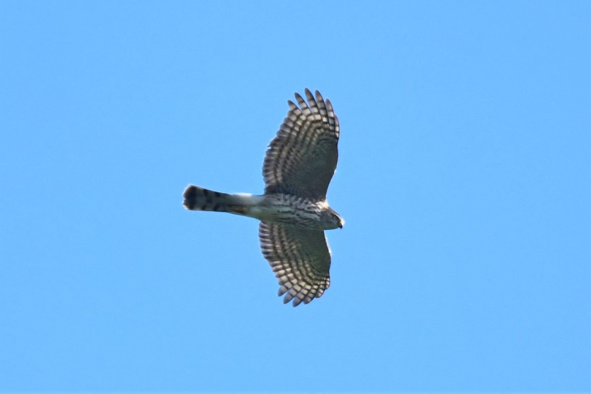 Sharp-shinned Hawk - ML190382181