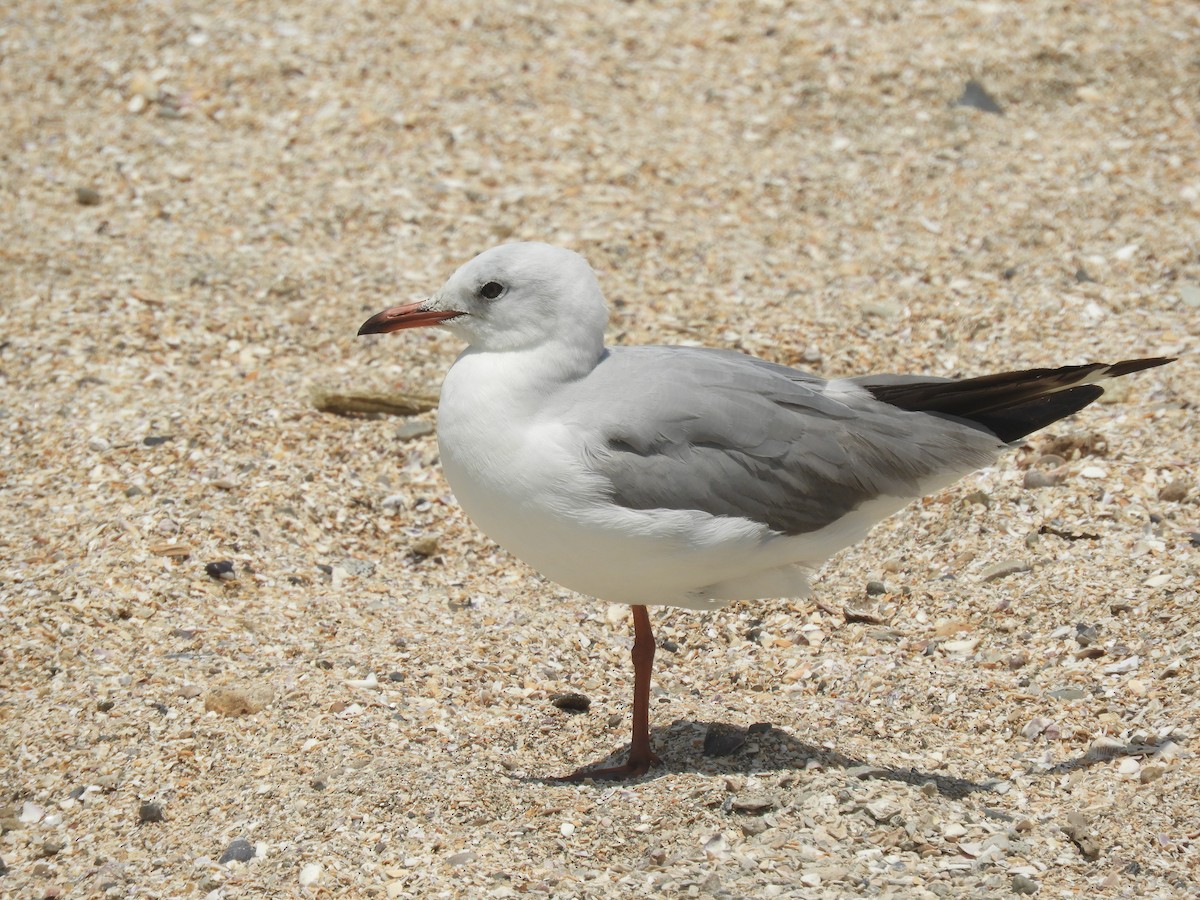 Gray-hooded Gull - Cliff Cordy