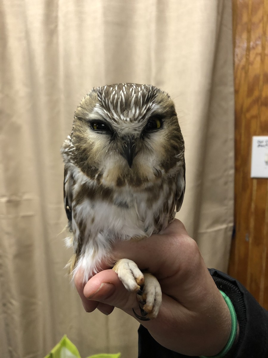 Northern Saw-whet Owl - ML190384361