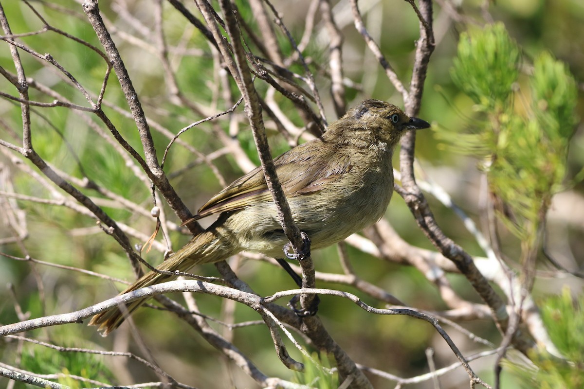 Sombre Greenbul - ML190385661