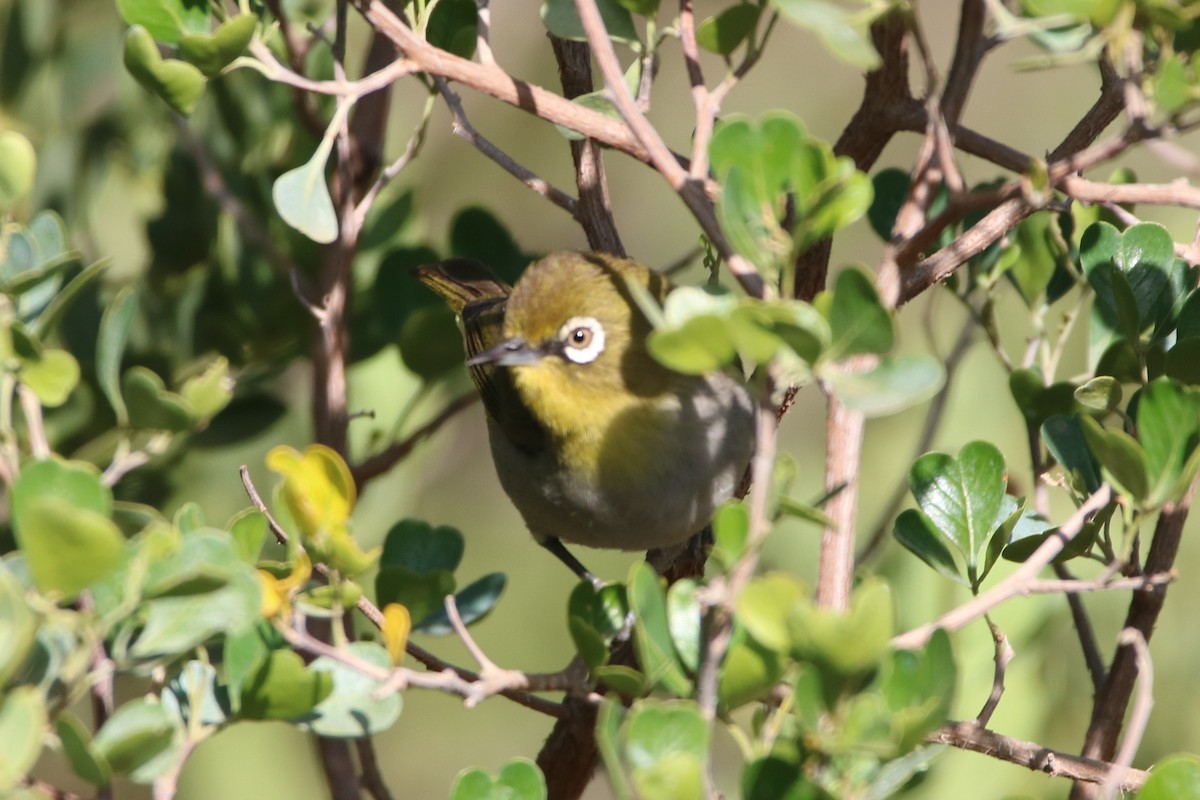 Cape White-eye - ML190386751