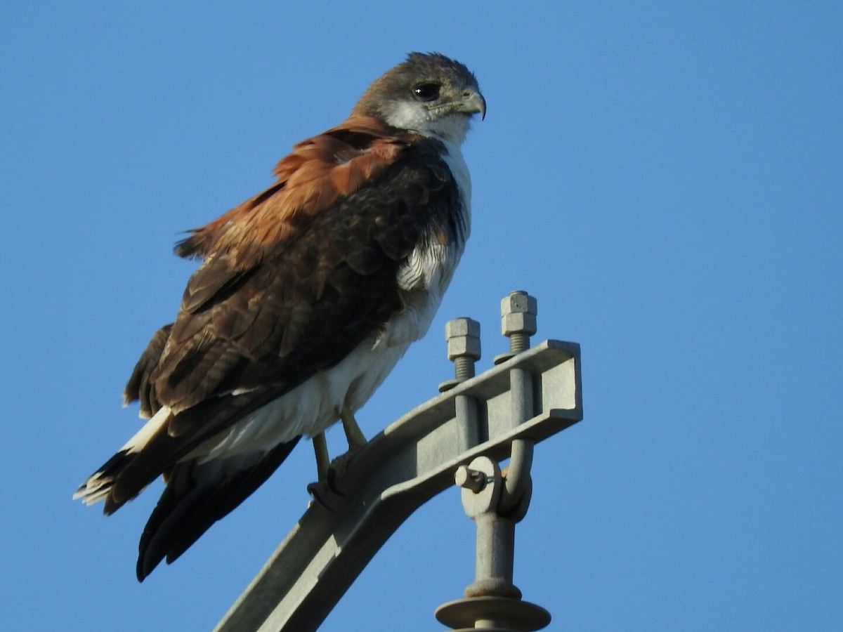 Variable Hawk - Enrique Chiurla