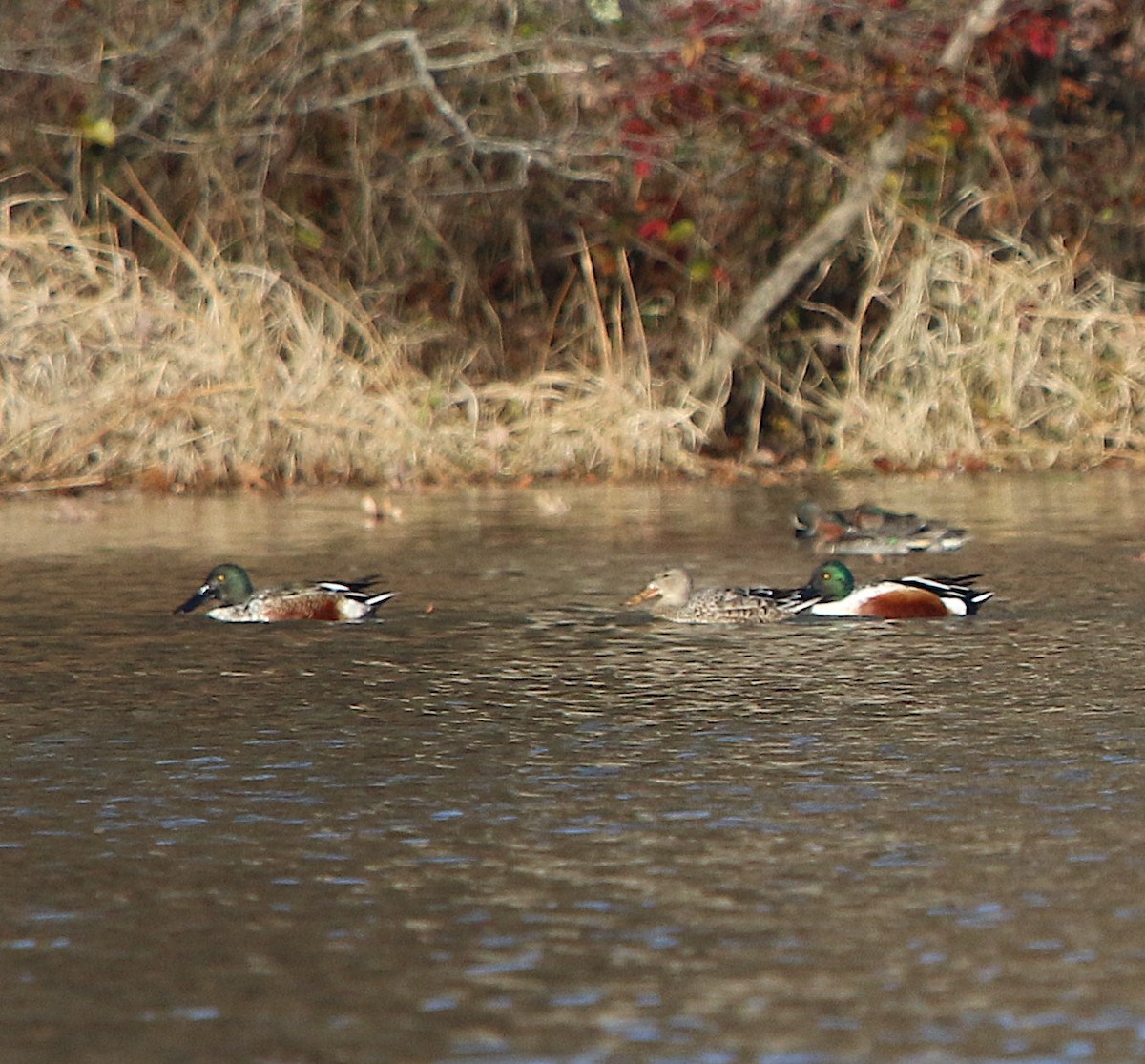 Northern Shoveler - ML190388771