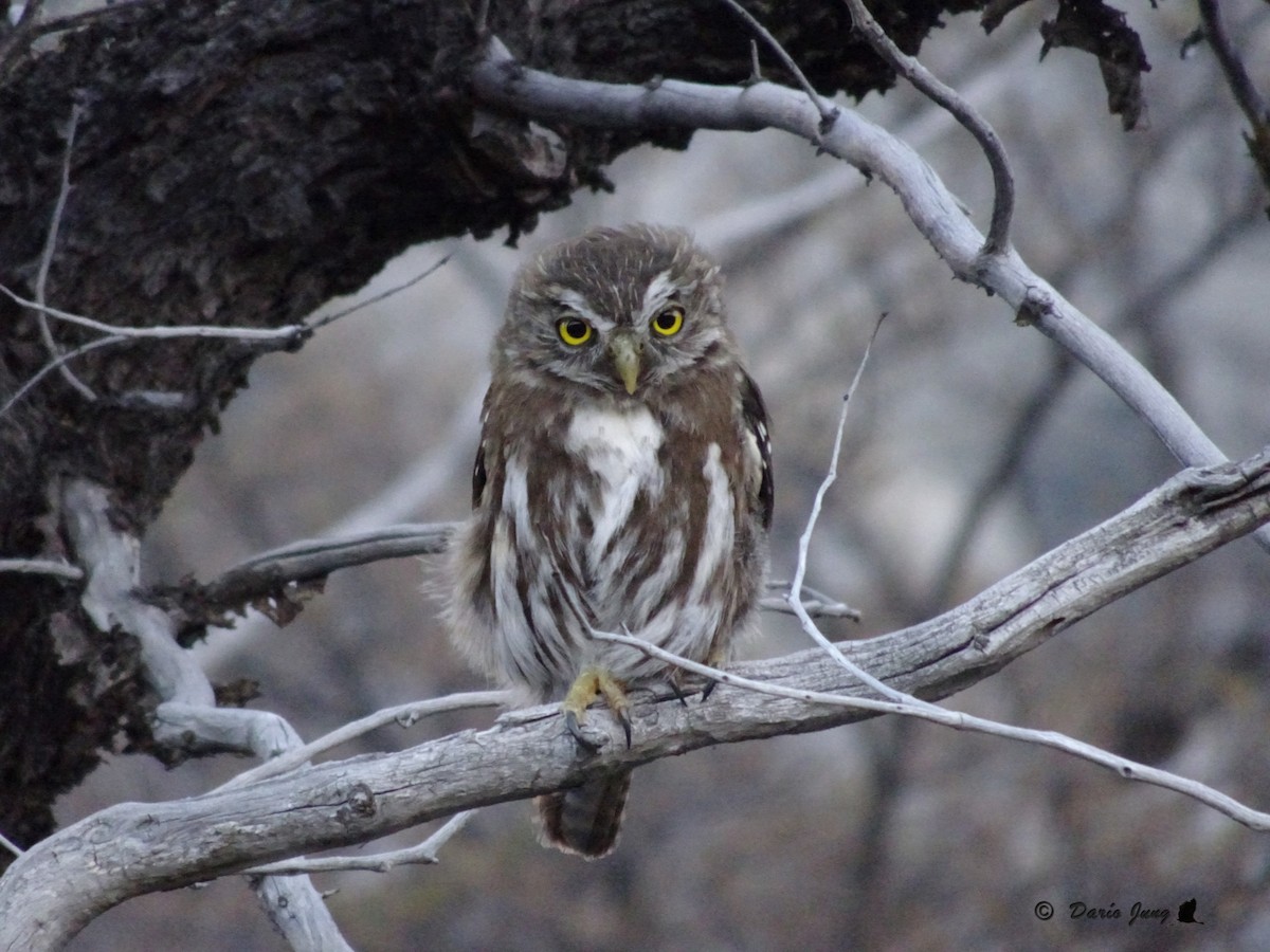 Austral Pygmy-Owl - Darío Jung