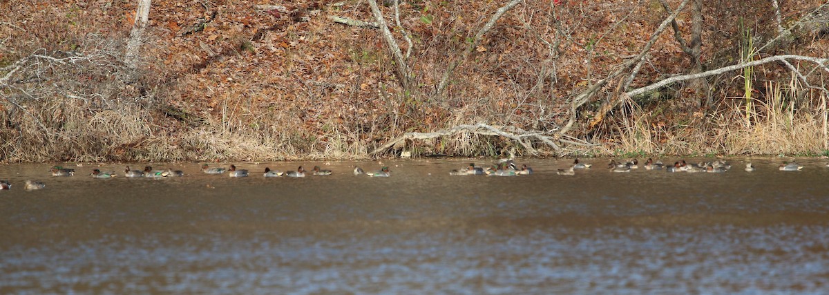 Green-winged Teal - ML190389011