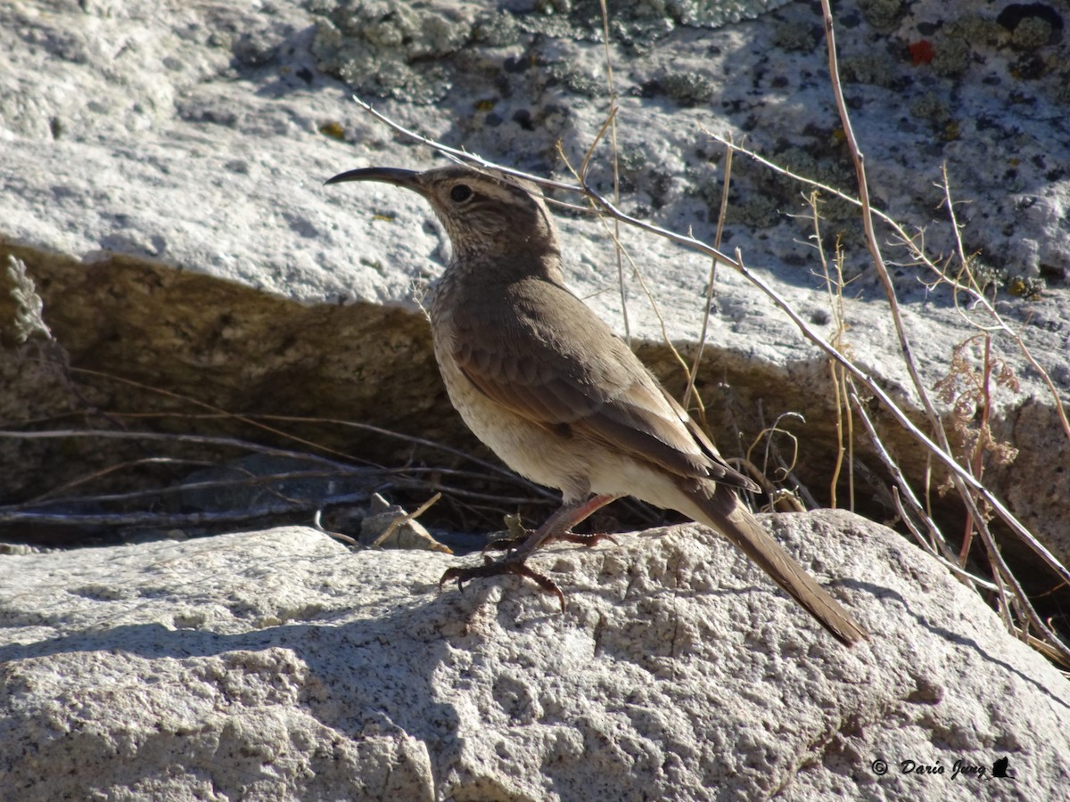 Scale-throated Earthcreeper - ML190389041