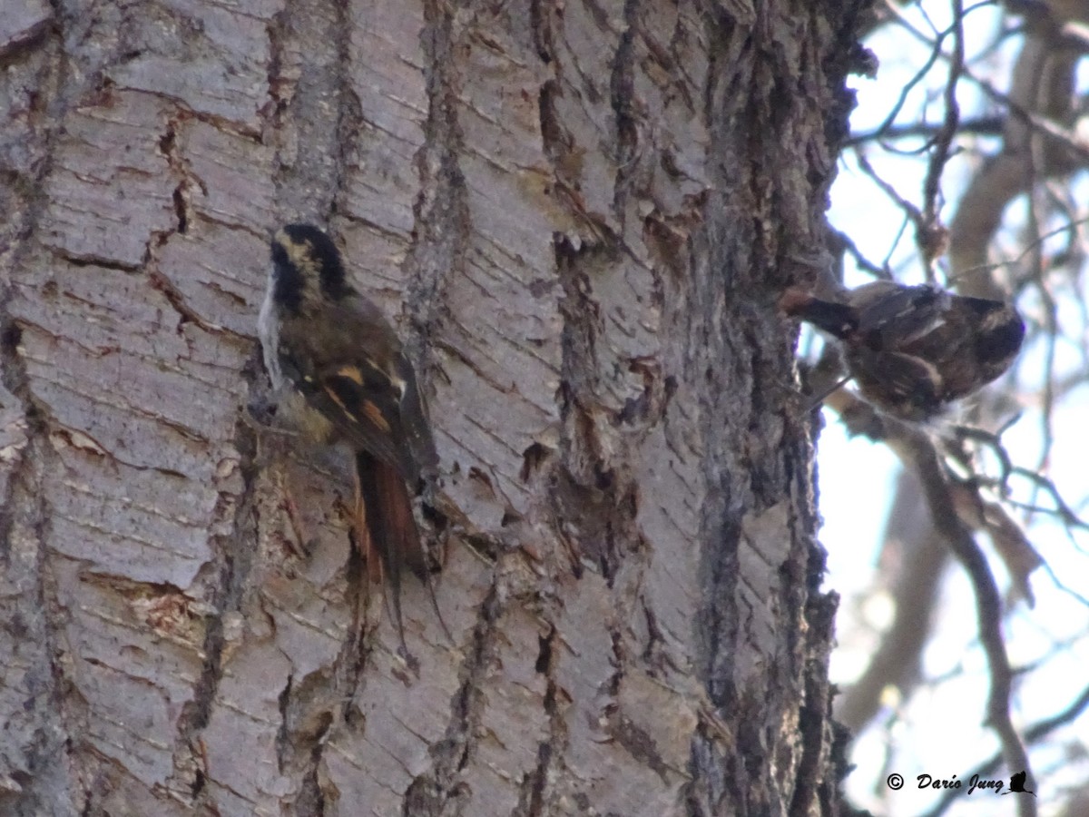 Thorn-tailed Rayadito - ML190389081