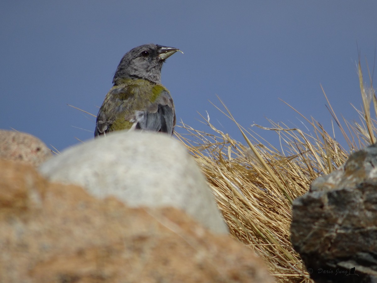 Gray-hooded Sierra Finch - ML190389171