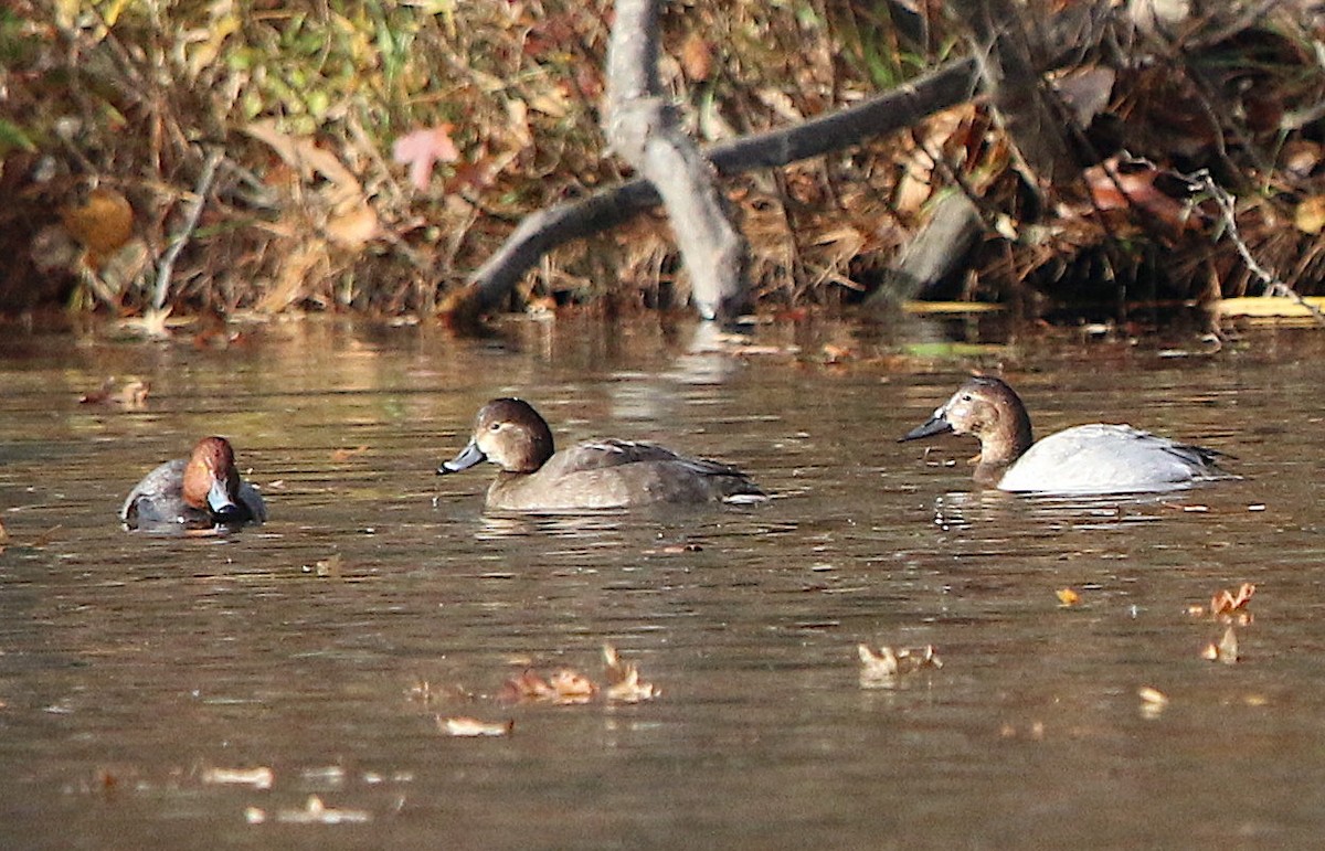 Canvasback - ML190389471