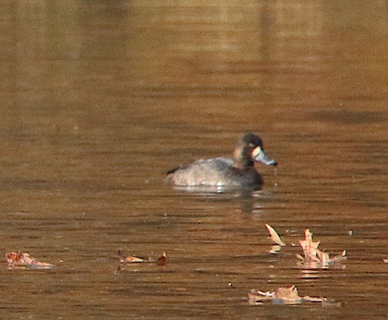 Lesser Scaup - ML190389621