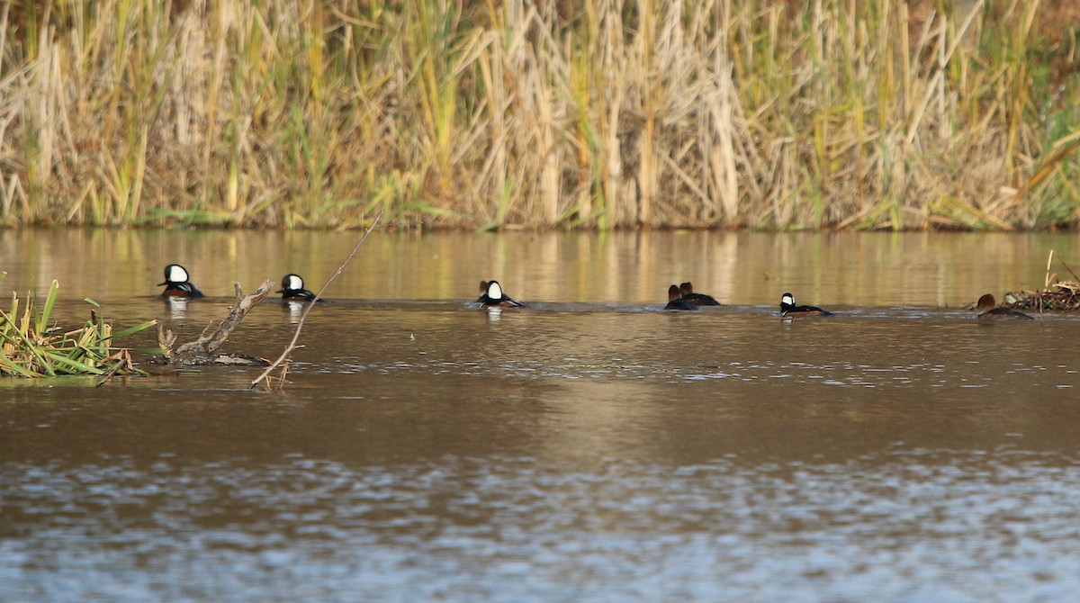 Hooded Merganser - ML190389911