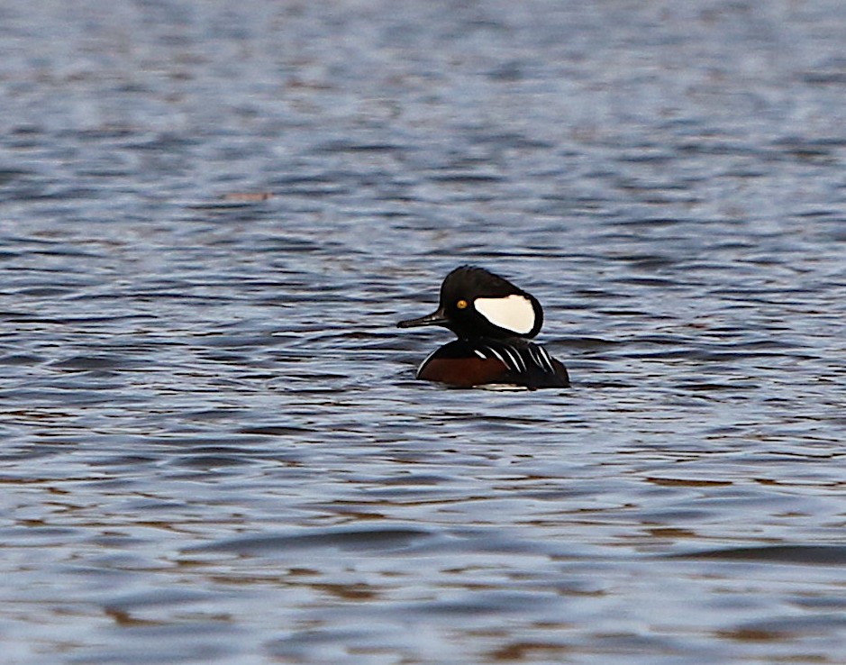 Hooded Merganser - ML190389921