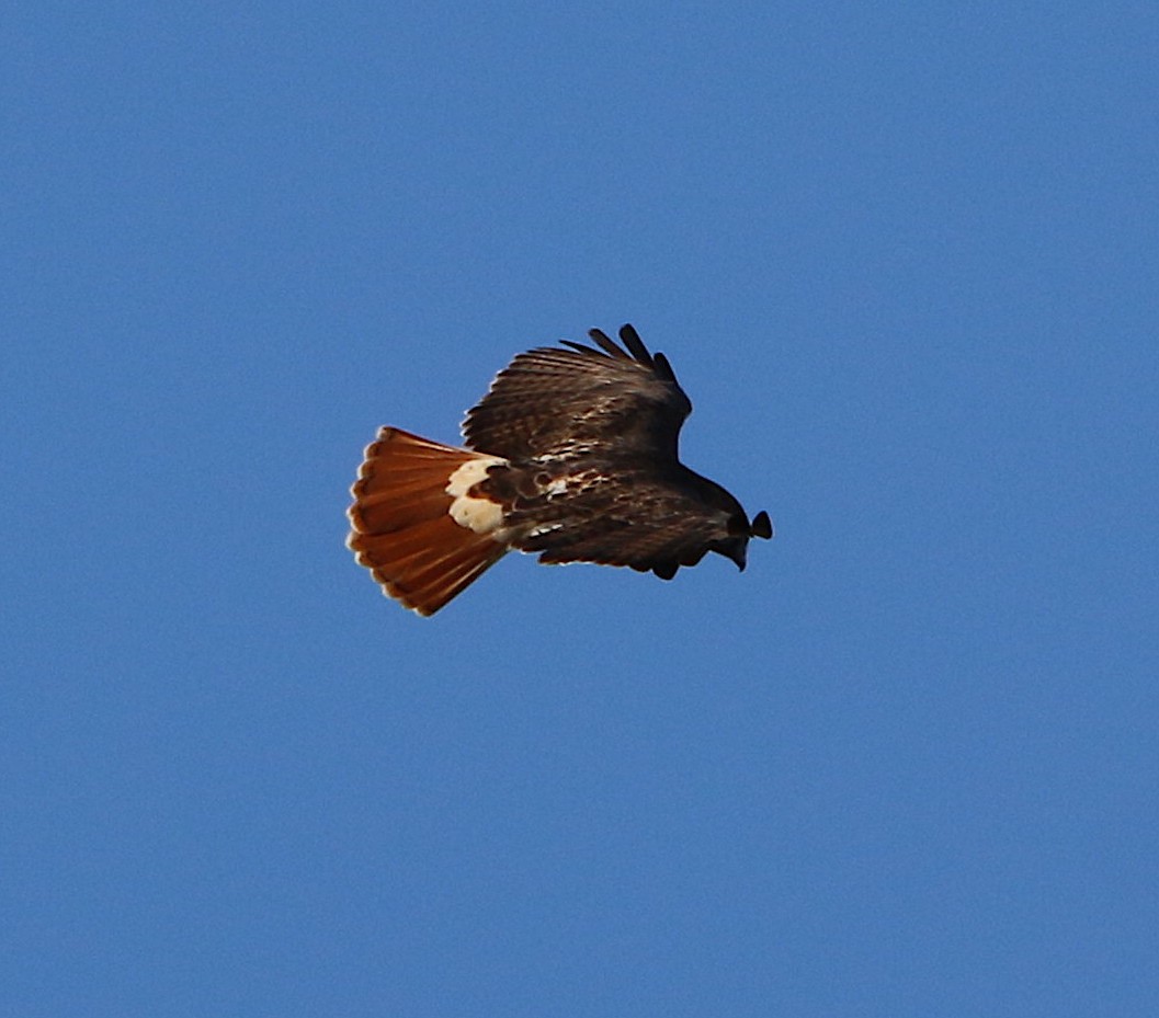 Red-tailed Hawk - ML190390031