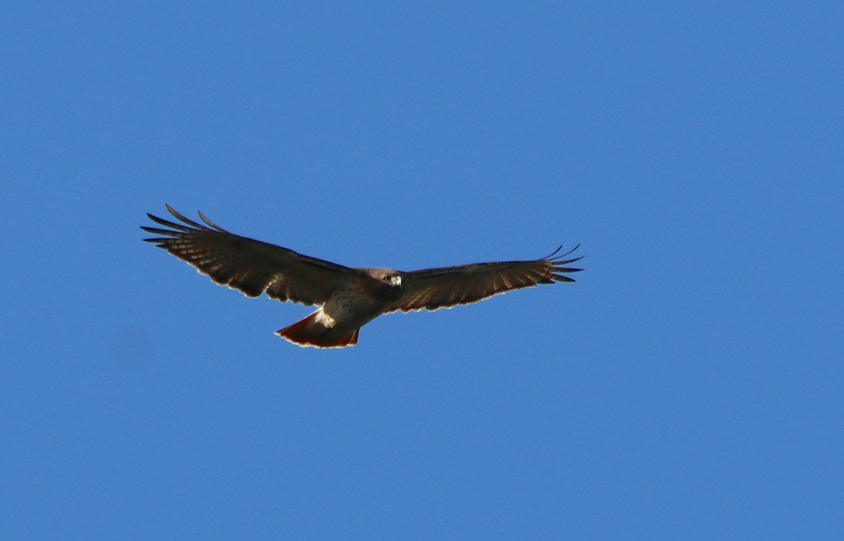 Red-tailed Hawk - ML190390101