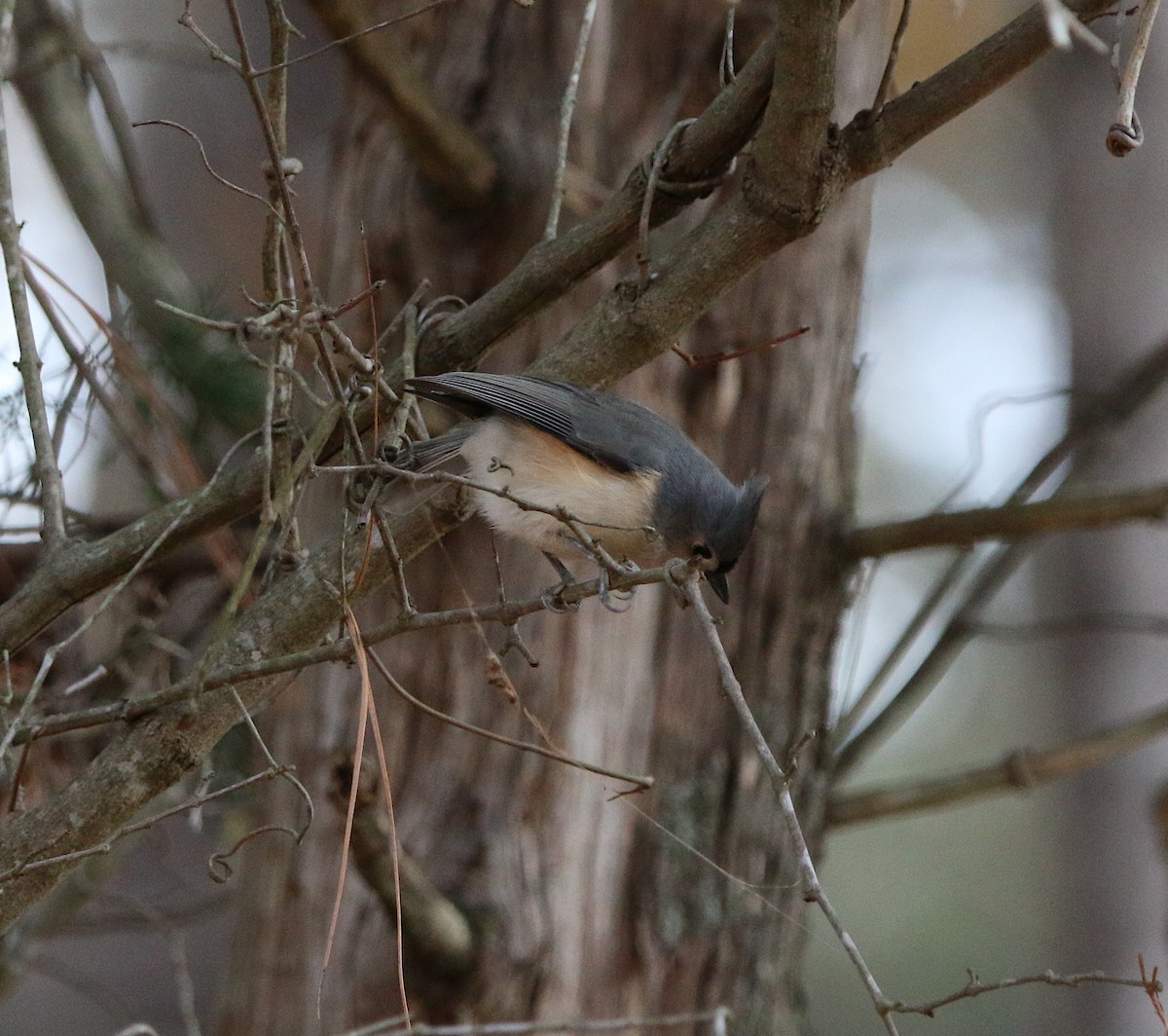 Tufted Titmouse - ML190390271