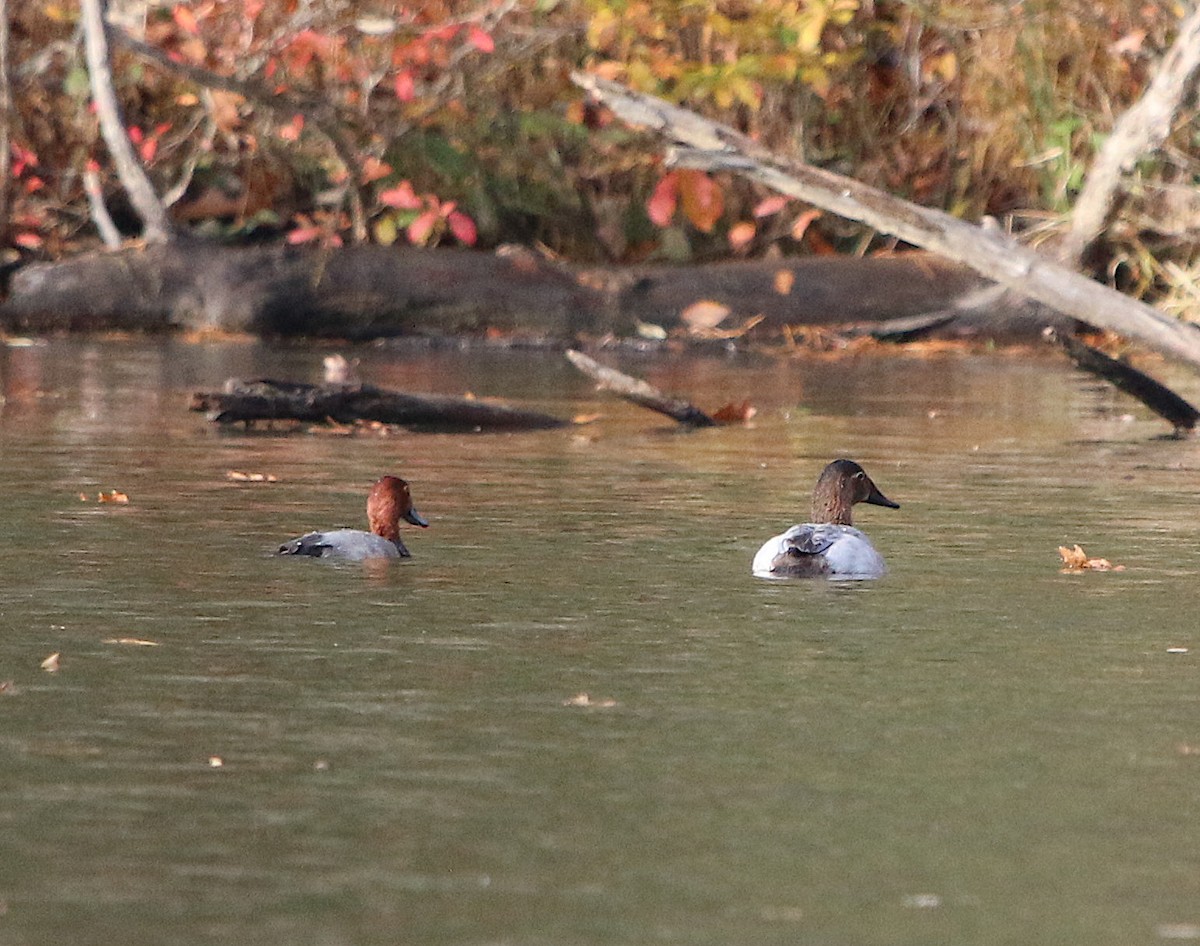 Canvasback - ML190390721