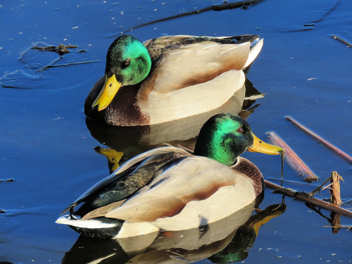 Mallard - Martha Keller