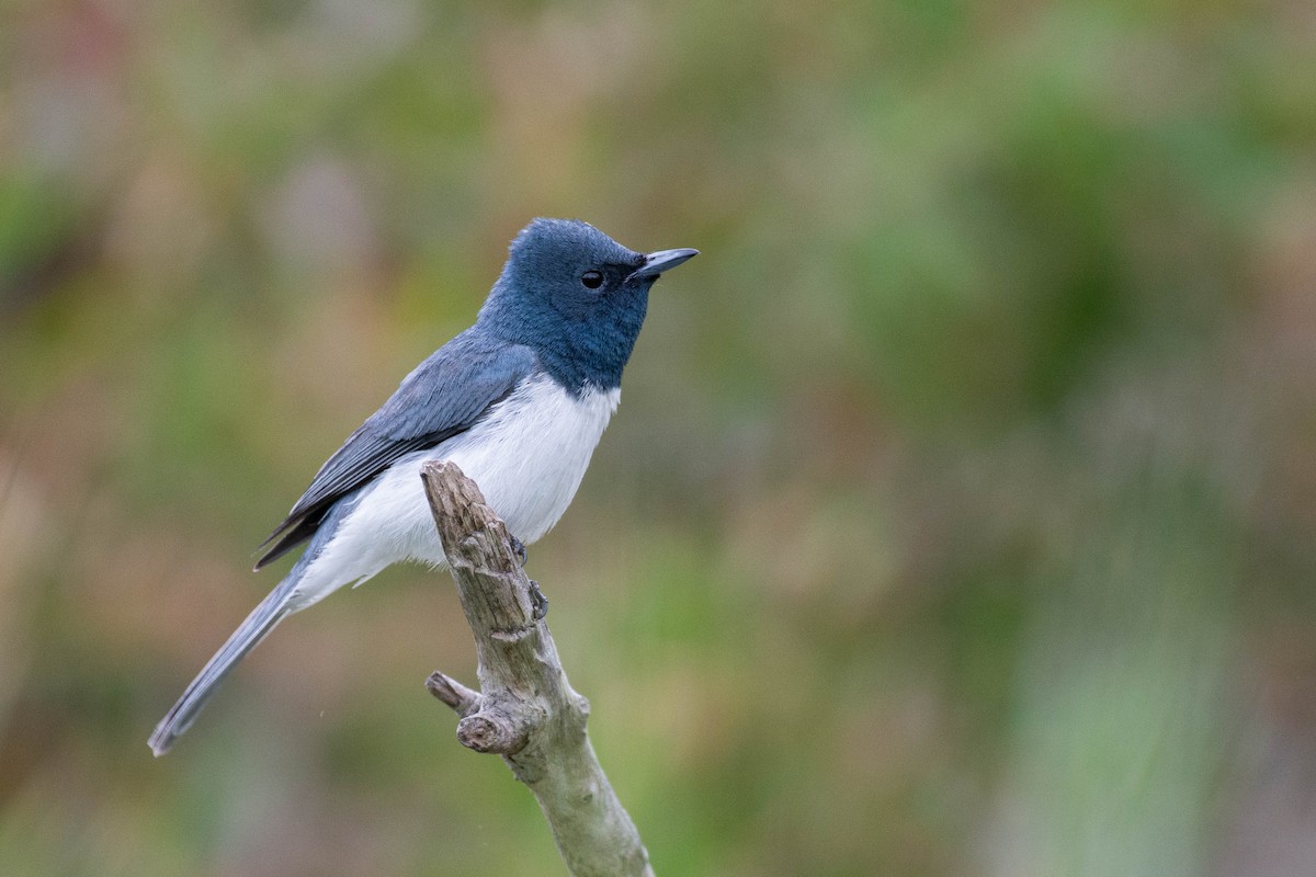 Leaden Flycatcher - ML190393811