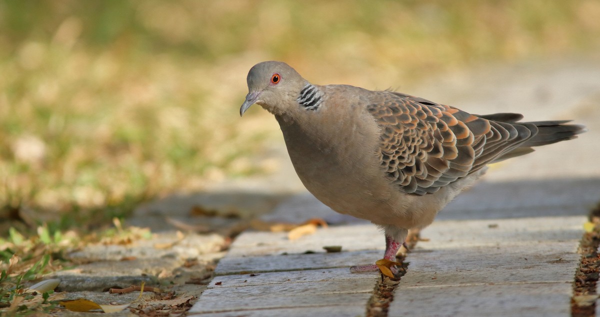 Oriental Turtle-Dove - ML190394861