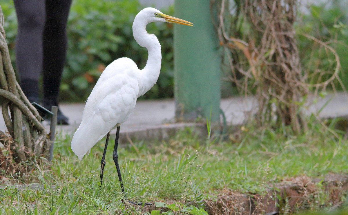 Great Egret (modesta) - Nathan Tea