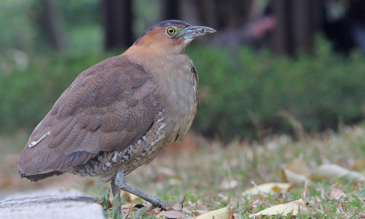 Malayan Night Heron - Nathan Tea