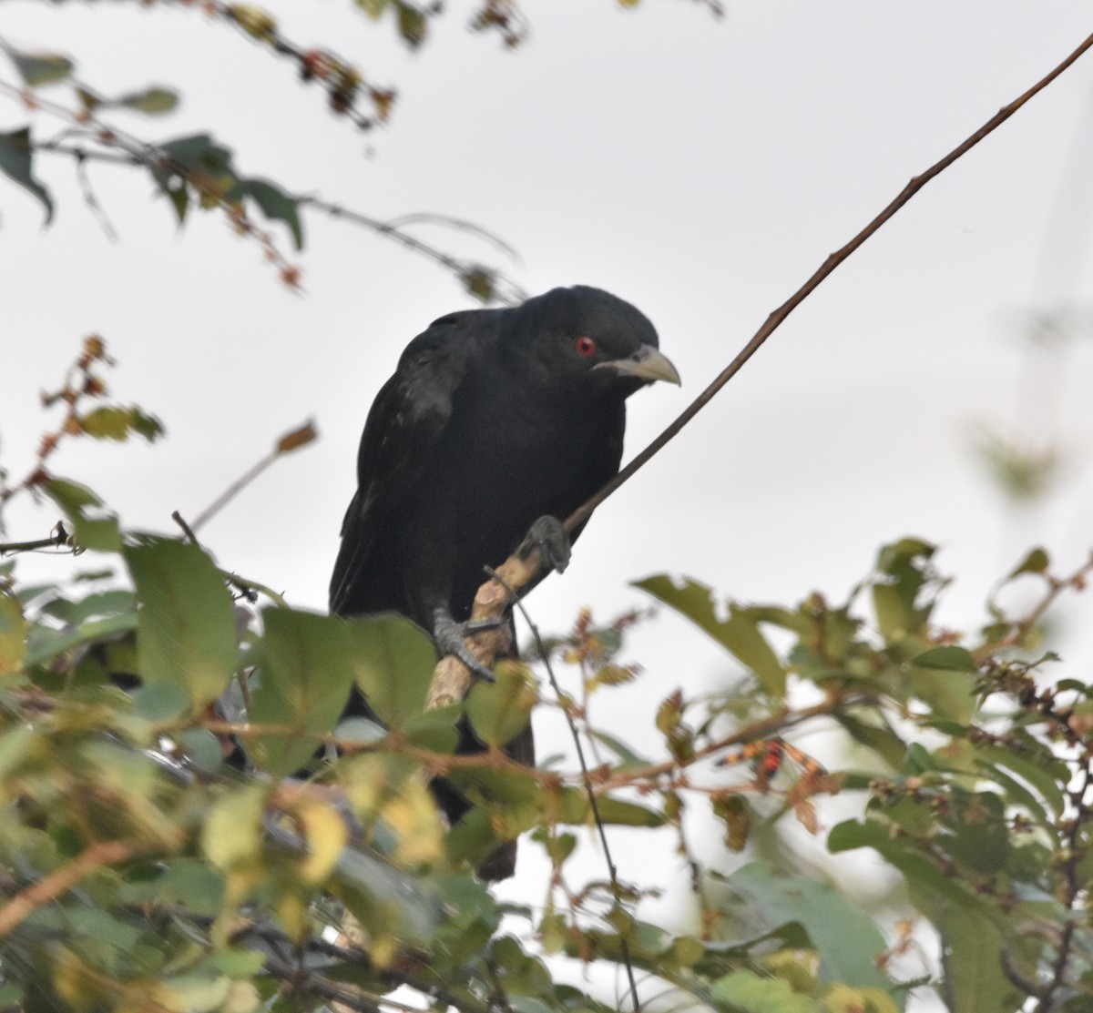 Asian Koel - ML190396731